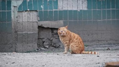 Evsiz zencefilli kedi dövülmüş. Fakir bir bölgedeki bir şehir binasının yakınında oturuyor. Sokak kedisi ağır çekimde dışarıda. Terk edilmiş evsiz hayvanlar..