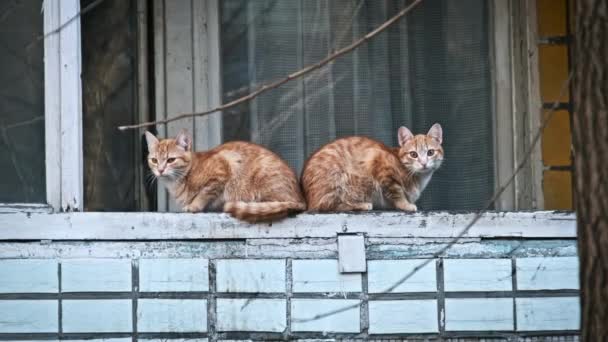 Dos Gatos Jengibre Felino Cremoso Están Alerta Una Cornisa Con — Vídeo de stock