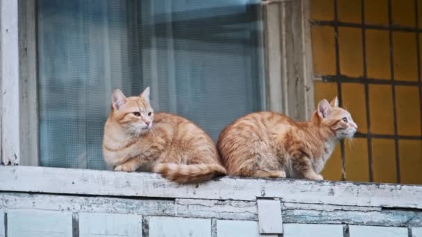 Δύο Κοκκινομάλλες Γάτες Και Ένα Κρεμώδες Αιλουροειδές Στέκονται Εγρήγορση Θέα — Αρχείο Βίντεο