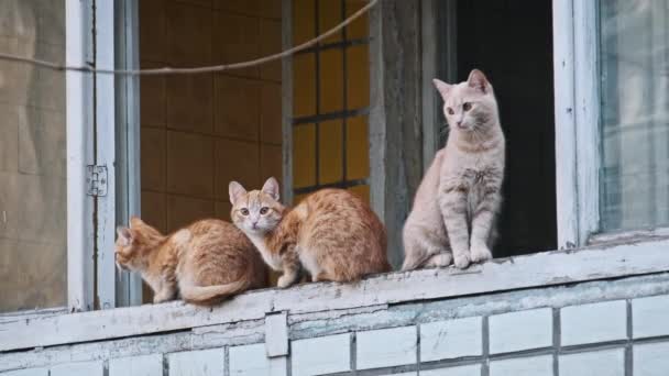Tre Katter Med Kräm Och Två Ingefära Avsats Uppvisar Olika — Stockvideo