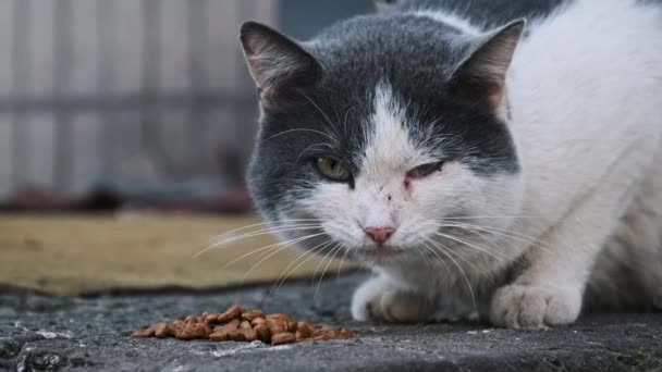 市内のコンクリート製のスラブで食べ物を味わう黒と白の猫の周囲の景色 ゆっくりとした動きで野外の野良猫 孤独に放棄されたホームレスの動物 — ストック動画