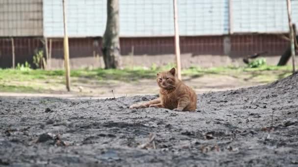 Pokonany Rudy Kot Leży Jałowym Gruncie Miejskiego Podwórka Jego Zrelaksowana — Wideo stockowe