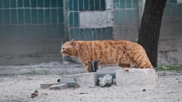 Alert Gember Kat Met Opvallende Bont Patronen Beweegt Heimelijk Mogelijk — Stockvideo