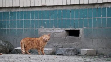 Başıboş kızıl kedi yıpranmış bir bina duvarındaki bir deliğe girer, şehir vahşi yaşamı. Evsiz kırmızı kedi sokaktaki deliğe gider. Yalnız ve terk edilmiş hayvanlar..