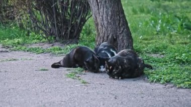 Üç sokak kedisi, bir ağacın yanındaki beton bir yolda bir yemeği paylaşırken bir araya gelirler ve alacakaranlıktaki alacakaranlık ışığı manzarayı aydınlatır. Sokak kedisi ağır çekimde dışarıda. Terk edilmiş hayvanlar..