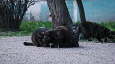 Başıboş bir kedi sürüsü şehir yolundaki bir yemeğin etrafında toplanıyor. Şehir ortamında hayatta kalabilmeleri ve uyum sağlayabilmeleri için bir vasiyet. Sokak kedisi ağır çekimde dışarıda. Terk edilmiş evsiz