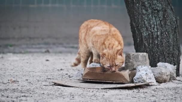 Ginger Cat Crouches Eat Cardboard Feeding Tray Cold Urban Ground — Stock Video