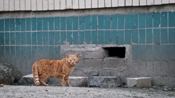 Herrelös Rödhårig Katt Kommer Ett Hål Väderbevuxen Byggnadsmur Ett Urbant — Stockvideo