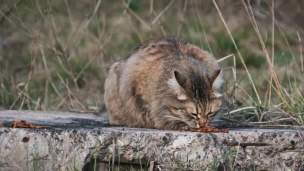 Katten Äter Mat Gatan Bland Gräset Mata Vilda Fluffiga Grå — Stockvideo