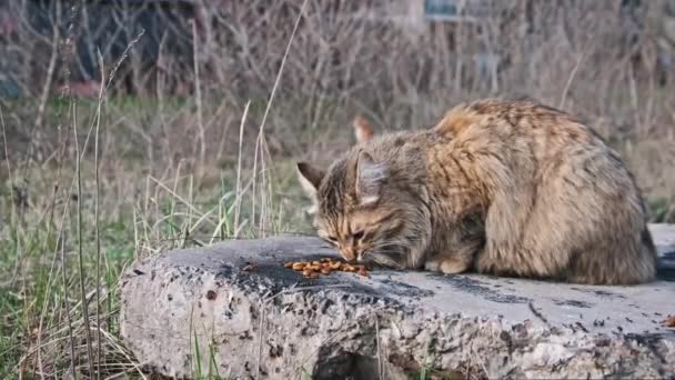 Бродячая Кошка Ест Еду Улице Среди Травы Кормление Дикой Пушистой — стоковое видео