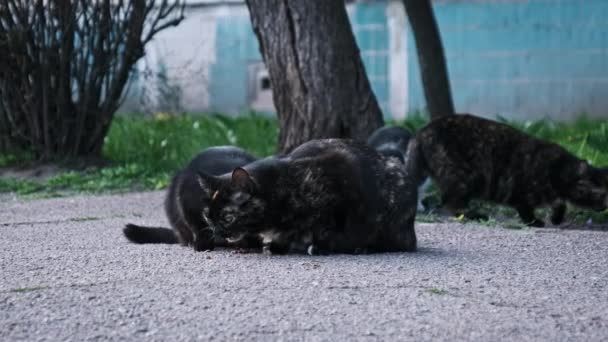 Clowder Dos Gatos Vadios Congregam Torno Uma Refeição Trajeto Urbano — Vídeo de Stock