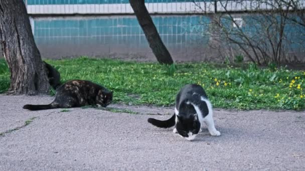 野良猫の集まりは都会の散歩道で食事を共にし 活気に満ちた春の花がシーンに穏やかな背景を加えています ゆっくりとした動きで屋外で野良猫を飼う 孤独に放棄されたホームレスの動物 — ストック動画