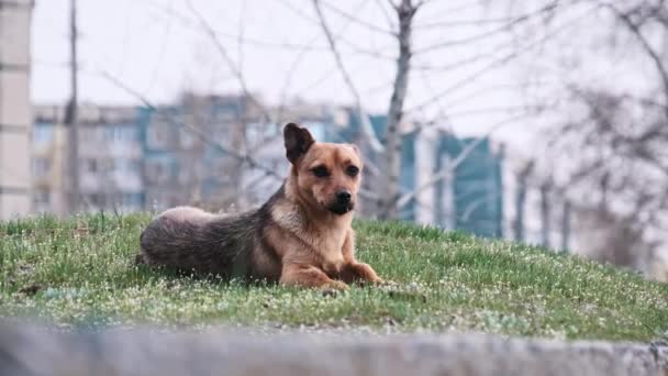 孤独な犬が都市環境の草の丘の上に警戒して座り アパートの建物は背景に厳しいコントラストを形成します 野生の遊び心のあるジンジャー犬 放棄された動物 — ストック動画