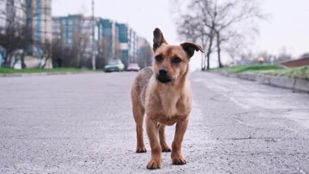 見捨てられた子犬は路上に立っていて カメラを見ている かわいい小さなホームレスの犬だけの肖像画は 都市の背景にある道路に立っています 野生の遊び心のあるジンジャー犬 放棄された動物 — ストック動画