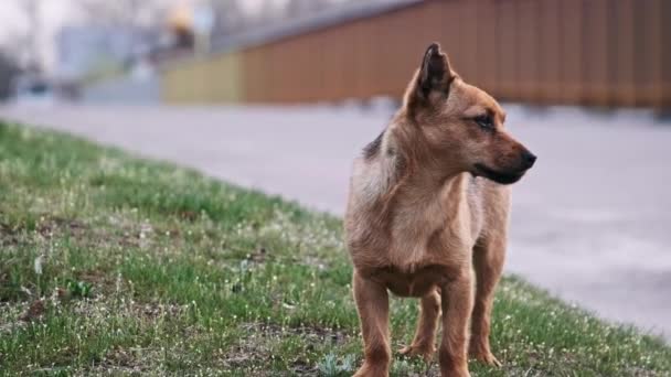 Stray Abandonado Filhote Cachorro Fica Rua Olha Para Câmera Retrato — Vídeo de Stock