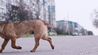 Şehir caddesinde asfalt yolda başıboş gezen oyuncu köpek. Küçük sevimli evsiz bir köpek yavrusunun portresi şehir arka planında duruyor. Vahşi kızıl köpek. Terk edilmiş hayvanlar. Şehir hayvanı hayatı. Yavaş Hareket