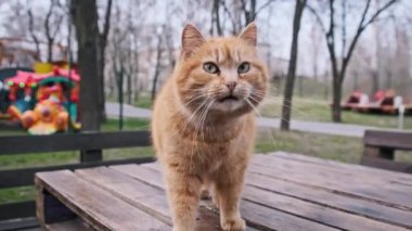 Parkta bir masada yürüyen başıboş kızıl bir kedinin yakın çekimi. Dışarıda evsiz kırmızı tüylü bir kedi var. Kedi suratının detaylı görüntüsü. Yalnız ve vahşi bir hayvan. İnsansız sakin atmosfer.