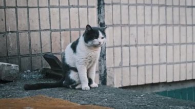 Başıboş siyah ve beyaz kedi düşünceli bir şekilde betonun üzerinde oturur. Bakışları soluk duvar kiremitlerinden oluşan bir zemine sabitlenmiştir. Evsiz kedi etrafına bak. Terk edilmiş vahşi hayvanlar..