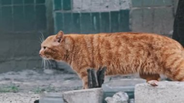 Dövülmüş kızıl kedi, şehir binalarının yakınına ağır çekimde gidiyor. Fakir şehir bölgesinde evsiz bir kedi. Terk edilmiş vahşi hayvanlar..