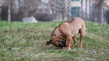 Sokak köpeği şehir arka planında şehir yolu yakınında yeşil çimlerde patisiyle kulağını tırmalıyor. Küçük, şirin, yalnız bir köpek yavrusu portresi. Vahşi, kızıl, evsiz köpek. Terk edilmiş hayvanlar. Hayvan hayatı. Yavaş Hareket