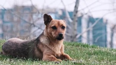 Sokak köpeği şehir arka planındaki şehir yolunun yakınındaki yeşil çimlerin üzerinde yatıyor. Kentin arka planında küçük, şirin bir köpek yavrusunun portresi. Vahşi, kızıl, evsiz köpek. Terk edilmiş hayvanlar. Şehir hayvan yaşamı Yavaş Hareket