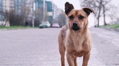 Şirin sokak köpeği asfalt yolda dikiliyor ve kameraya bakıyor. Evsiz köpek yavrusu portresi şehir caddesinde duruyor. Şehir hayvanı hayatı. Vahşi kızıl köpek seni. Terk edilmiş hayvan.