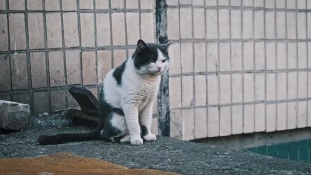 Stray Zwart Wit Kat Zit Bedachtzaam Beton Zijn Blik Gefixeerd — Stockvideo