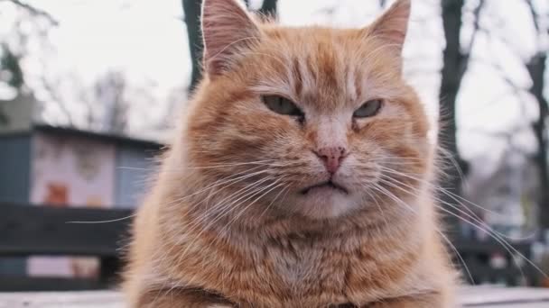공원에있는 테이블에 평온하게 스트레이 고양이의 클로즈업 고양이 마리가 야외에서 자신을 — 비디오