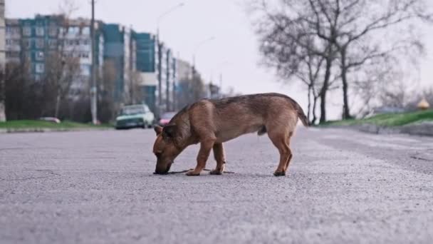 市街地のアスファルト道路を歩いている野良犬 かわいい小さなホームレスの子犬の肖像画だけが都会的な背景に立っています 野生のジンジャー犬 捨てられた動物たち 都市の動物生活 スローモーション — ストック動画