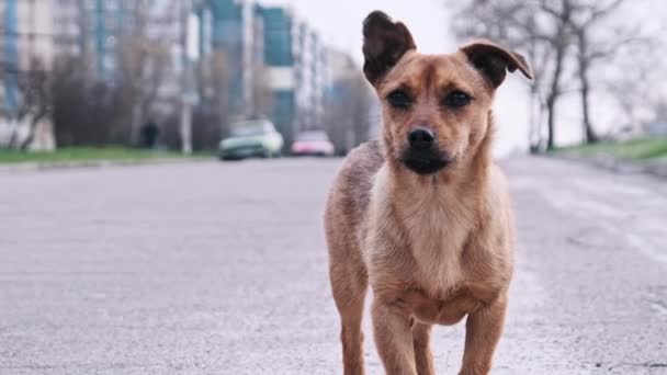 Χαριτωμένο Αδέσποτο Μικρό Σκυλί Στέκεται Ασφαλτοστρωμένο Δρόμο Αστικό Φόντο Και — Αρχείο Βίντεο