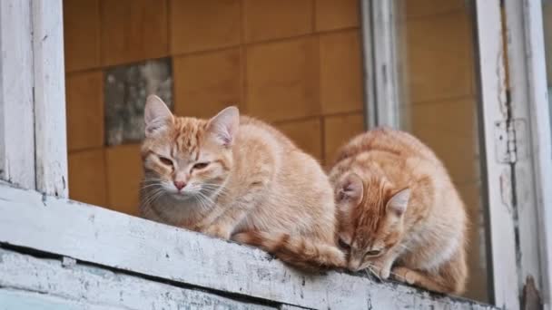 在窗台上与生姜猫肩并肩地出现在一起 看起来很沉思 俯瞰着下面的城市景象 以慢动作在室外游荡猫 被遗弃的无家可归的动物 — 图库视频影像