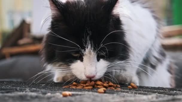 一只黑白相间的猫的特写集中在吃干粮上 它的胡须和食物的质感被清晰的细节捕捉到 以慢动作在室外游荡猫 被遗弃的动物 — 图库视频影像