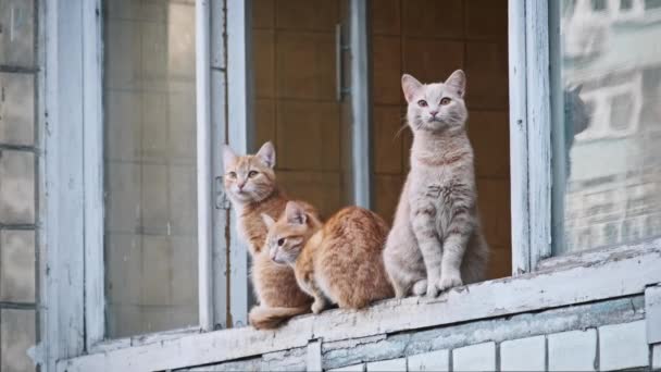 2匹のジンジャー猫と1匹のクリームの猫は 街の天候に恵まれた窓から周囲を見ています ゆっくりとした動きで野外の野良猫 孤独に放棄されたホームレスの動物 — ストック動画