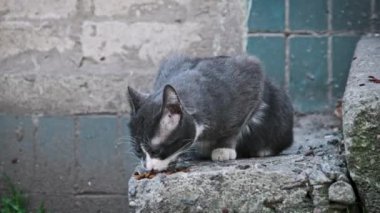 Siyah ve beyaz bir kedi beton bir zeminde fayanslı duvarların arkasına yaslanmış, kentsel yaban hayatının yalnızlığını yansıtıyor. Sokak kedisi ağır çekimde dışarıda. Terk edilmiş evsiz