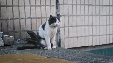 Düşünceli bir siyah beyaz kedi, arka planında beyaz fayanslar bulunan beton bir çıkıntıda oturur ve kentsel çevresini düşünür. Sokak kedisi ağır çekimde dışarıda. Terk edilmiş evsiz hayvanlar..