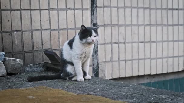 一只心事重重的黑白相间的猫坐在混凝土的窗台上 背负着白色的瓷砖 凝视着它的城市周围环境 以慢动作在室外游荡猫 被遗弃的无家可归的动物 — 图库视频影像