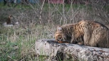 Sokak kedisi sokakta otların arasında yemek yiyor. Yumuşak tüylü gri kediyi dışarıda ağır çekimde beslemek. Terk edilmiş, kimsesiz hayvanlar. Sokak hayvanlarına gönüllü bakım.