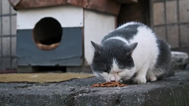 Eine Schwarz Weiße Katze Speist Auf Einer Betonplatte Der Nähe — Stockvideo