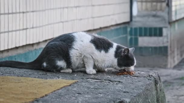 Close View Black White Cat Savoring Its Food Worn Concrete — Stock Video