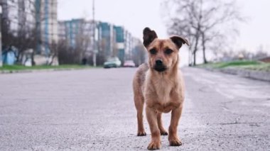 Şirin sokak köpeği asfalt yolda dikiliyor ve kameraya bakıyor. Evsiz köpek yavrusu portresi şehir caddesinde duruyor. Şehir hayvanı hayatı. Vahşi kızıl köpek seni. Terk edilmiş hayvan.