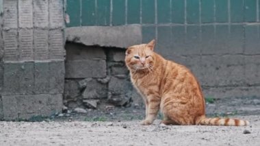 Sokak 'taki Sokak Kedileri' ni yendi. Fakir bir bölgedeki bir şehir binasının yanında oturuyor. Sokak zencefilli kedisi ağır çekimde dışarıda. Terk edilmiş evsiz hayvanlar..