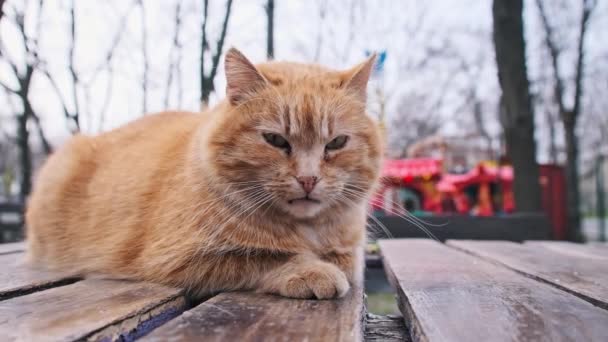 Close Gato Gengibre Vadio Deitado Uma Mesa Parque Gato Fofo — Vídeo de Stock