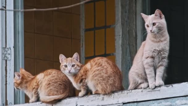 建物のバルコニーの上に1本の灰色と2本のショウを持つ3匹の猫が周りを見回しています 好奇心は ゆっくりとした動きで屋外で面白い猫を迷わせます 孤独に放棄されたホームレスの動物 — ストック動画