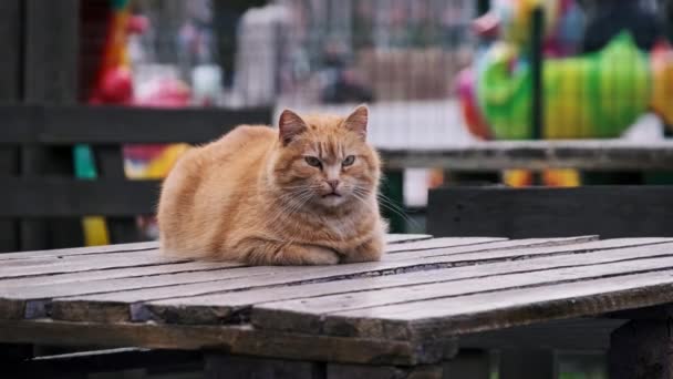 公園のテーブルの上に静かに休んでいる野生のショウガの猫のクローズアップ ふわふわの赤い猫は 開放的な空気の中で自分自身のためにフェンディングするために残されました 猫の顔の詳細なビュー 孤独に放棄された野生の猫 — ストック動画