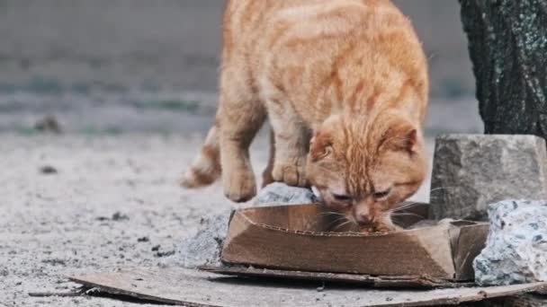 Gato Jengibre Callejero Comer Una Bandeja Cartón Calle Suelo Urbano — Vídeos de Stock