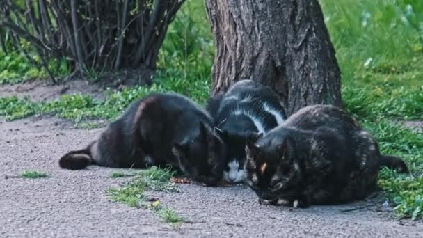 Three Stray Cats Huddle Together Share Meal Asphalt Path Next — Stock Video