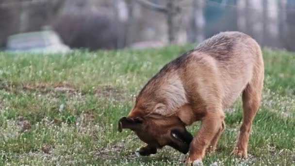 ストレイドッグは 都市のバックグラウンドの都市道路近くの緑の草の上に彼の耳を傷つけます かわいい小さな子犬の肖像画 野生のジンジャーホームレス犬 捨てられた動物たち 動物の命 スローモーション — ストック動画
