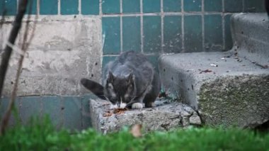 Yalnız, gri ve beyaz bir kedi, kendi bölgesinin küçük bir parçası olan kentsel bir evin beton merdivenlerinde yemek yer. Sokak kedisi ağır çekimde dışarıda. Terk edilmiş evsiz hayvanlar..