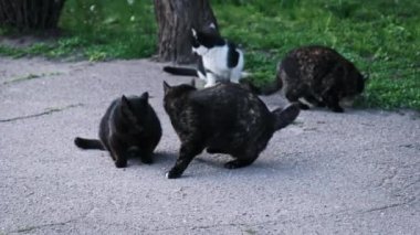 Sokak kedileri, belirgin bir şekilde siyah ve beyaz, akşam karanlığında birlikte bir otoparkta yemeğin tadını çıkarırlar, doğal sosyal davranışlar sergilerler.. Sokak kedisi ağır çekimde dışarıda. Terk edilmiş evsiz hayvanlar..