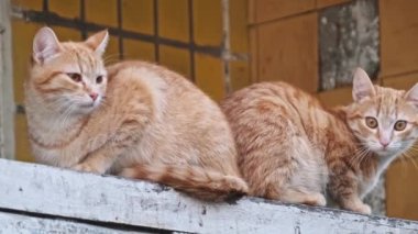 Uyanık ifadeli ikiz zencefilli kediler arka planda hardal renkli bir duvarla, kırsal ahşap bir çıkıntıda yan yana otururlar. Sokak kedileri ağır çekimde dışarıda. Terk edilmiş evsiz hayvanlar..
